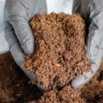 Cow Dung Exports